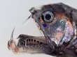 画像3: 《近海産深海魚》ワニトカゲ目の1種…ホウライエソ？(冷凍個体)