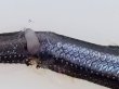 画像3: 《近海産深海魚》ワニトカゲ目の1種…ホウライエソ？(冷凍個体)…胴体損傷有り