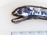 画像: 《近海産深海魚》ワニトカゲギス目の1種…トカゲハダカ？(冷凍個体)