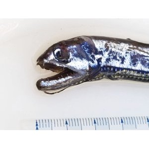 画像: 《近海産深海魚》ワニトカゲギス目の1種…トカゲハダカ？(冷凍個体)