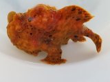画像: 《近海産》オオモンカエルアンコウ（クマドリ模様）美色・・ハンドコート採取