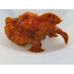 画像: 《近海産》オオモンカエルアンコウ（クマドリ模様）美色・・ハンドコート採取