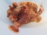 画像: 《近海産》オオモンカエルアンコウ（クマドリ模様）美色・・ハンドコート採取