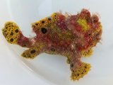 画像: 《近海産》オオモンカエルアンコウ（クマドリ模様）美色・・ハンドコート採取