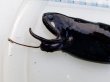 画像4: 《外洋性深海魚》ホテイエソ(冷凍個体)22センチ±‥近海採取