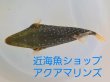画像4: 《近海産》ツバサモンガラ属の1種 Xenobalistes punctatus の若魚…ハンドコート採取