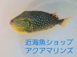 画像6: 《近海産》ツバサモンガラ属の1種 Xenobalistes punctatus の若魚…ハンドコート採取