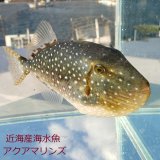 画像: 《近海産》ツバサモンガラ属の1種 Xenobalistes punctatus の若魚…ハンドコート採取