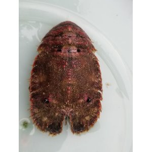 画像: 《近海産甲殻類》ゾウリエビ(MLサイズ)フリー個体…ハンドコート採取