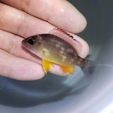 画像: 《近海産海水魚》オキフエダイ 幼魚…当店ハンドコート採取