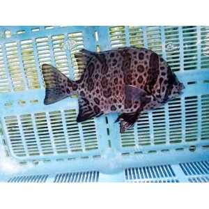 近海産・海水魚・甲殻類・海洋生物を全国に発送 (Page 34)