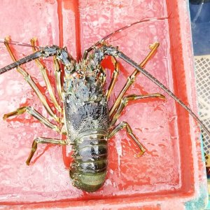 画像: 《近海産甲殻類》【珍】ケブカイセエビ（特大サイズ）…ハンドコート採取