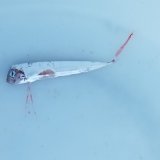 画像: 《外洋性深海魚》テンガイハタ幼魚（激レアサイズ）…ハンドコート採取