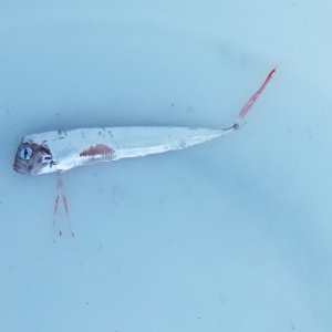 画像: 《外洋性深海魚》テンガイハタ幼魚（激レアサイズ）…ハンドコート採取