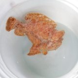 画像: 《近海産》BigsizeのオオモンカエルアンコウNo.2（クマドリ模様）美色・・ハンドコート採取