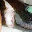 画像5: 《外洋性深海魚》【ウルトラレア】ツラナガコビトザメ属の1種(画像の個体です）20センチ±…冷凍個体