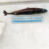 画像: 《外洋性深海魚》【ウルトラレア】ツラナガコビトザメ属の1種(画像の個体です）20センチ±…冷凍個体