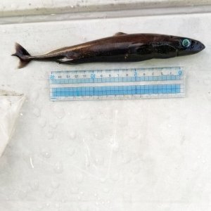 画像: 《外洋性深海魚》【ウルトラレア】ツラナガコビトザメ属の1種(画像の個体です）20センチ±…冷凍個体