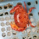 画像: 《近海産甲殻類》ユウモンガニ…ハンドコート採取