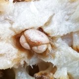 画像: 《近海産甲殻類》マルタマオウギガニS(画像の個体です)…ハンドコート採取