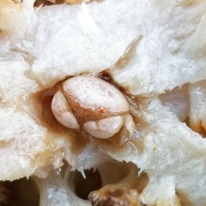 画像: 《近海産甲殻類》マルタマオウギガニS(画像の個体です)…ハンドコート採取