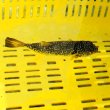 画像11: 《近海産海水魚》ムシフグ(1匹)…ハンドコート採取