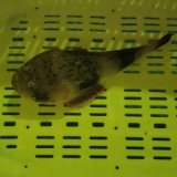 画像: 《近海産》メガネウオ…ハンドコート採取