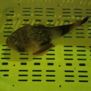 画像: 《近海産》メガネウオ…ハンドコート採取