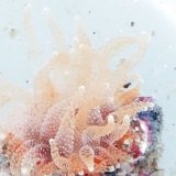 画像: 《近海産海洋生物》タコアシサンゴの仲間（ニイノタコアシサンゴ）…ハンドコート採取