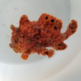 画像: 《近海産》オオモンカエルアンコウ（クマドリ模様）美色・・ハンドコ ート採取