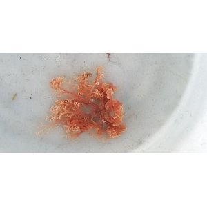 画像: 《近海産海洋生物類》サメハダテヅルモヅル（Sサイズ)・・ハンドコート採取