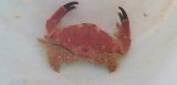 画像: 《近海産甲殻類》ケブカアワツブガニ(画像の個体です)…ハンドコート採取