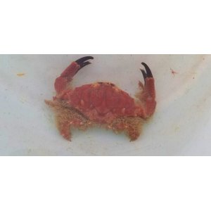 画像: 《近海産甲殻類》ケブカアワツブガニ(画像の個体です)…ハンドコート採取