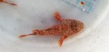 画像: 《近海産》コクチフサカサゴ（1匹）・・ハンドコート採取