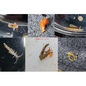 画像: 《近海産甲殻類》ウミウシ類おまかせ3匹セット…当店ハンドコート採取