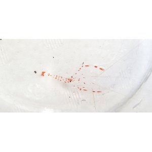 画像: 《近海産甲殻類》オトヒメエビ幼体（透明）・・珍サイズ(ハンドコート採取)