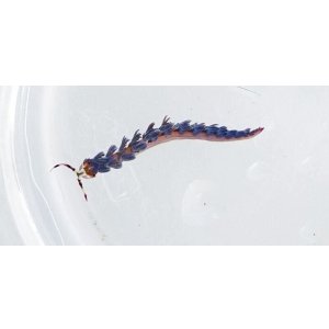 画像: 《近海産海洋生物》ムカデミノウミウシ　Sサイズ…当店ハンドコート採取