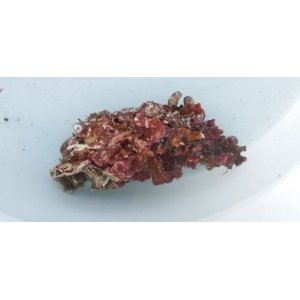 画像: 《近海産海洋生物》カキツバタ(石灰藻活着)…ハンドコート採取