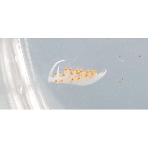 画像: 《近海産海洋生物》サキシマミノウミウシ…当店ハンドコート採取