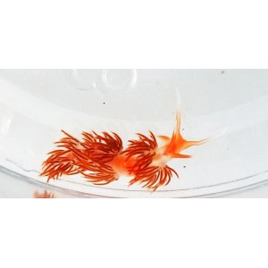 画像: 《近海産海洋生物》アカエラミノウミウシ…当店ハンドコート採取