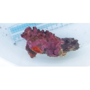 画像: 《近海産海洋生物》LWL(石灰藻、カイメン活着)…ハンドコート採取