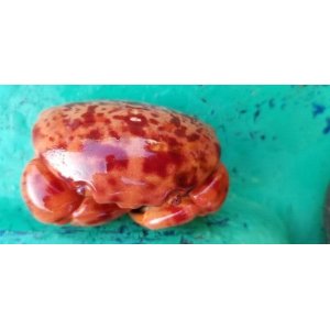 画像: 《近海産甲殻類》ユウモンガニ…ハンドコート採取
