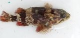 画像: 《近海産》タケノコメバル（画像の個体です）…ハンドコート採取