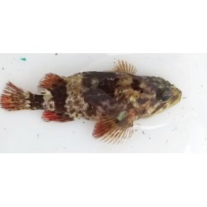 画像: 《近海産》タケノコメバル（画像の個体です）…ハンドコート採取