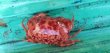 画像2: 《近海産甲殻類》ユウモンガニ…ハンドコート採取