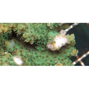 画像: 《近海産海洋生物》ミドリイシ（グリーン系）