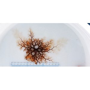 画像: 《近海産海洋生物類》サメハダテヅルモヅル（Sサイズ)のフリー個体・・ハンドコート採取
