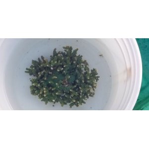画像: 《近海産海洋生物》ミドリイシ（グリーン系）