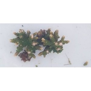 画像: 《近海産海洋生物》ミドリイシ（グリーン系）