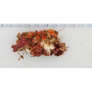 画像: 《近海産海洋生物》LWL(石灰藻、カイメン活着)…ハンドコート採取